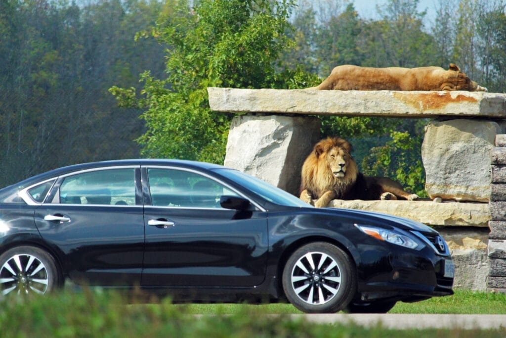 Lion Safari | Summer 2025