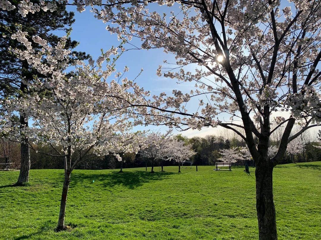 Cedarvale Park Cherry Blossoms | Reddit