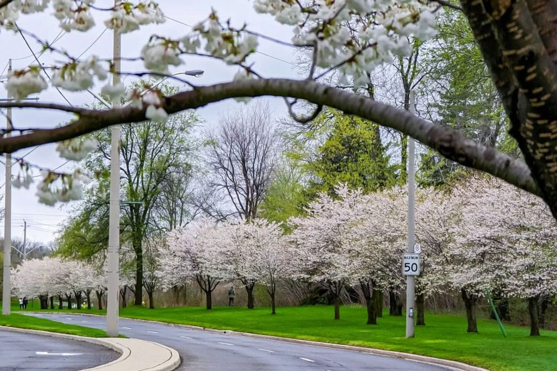 Centennial Park Cherry Blossoms | BlogTO