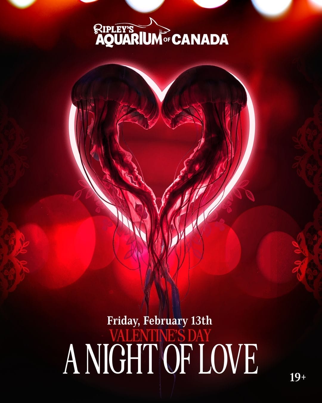 Things to Do This Valentine’s Day in Toronto 2026