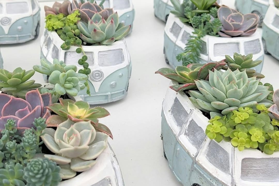 Valentine's Day Date Ideas in Toronto