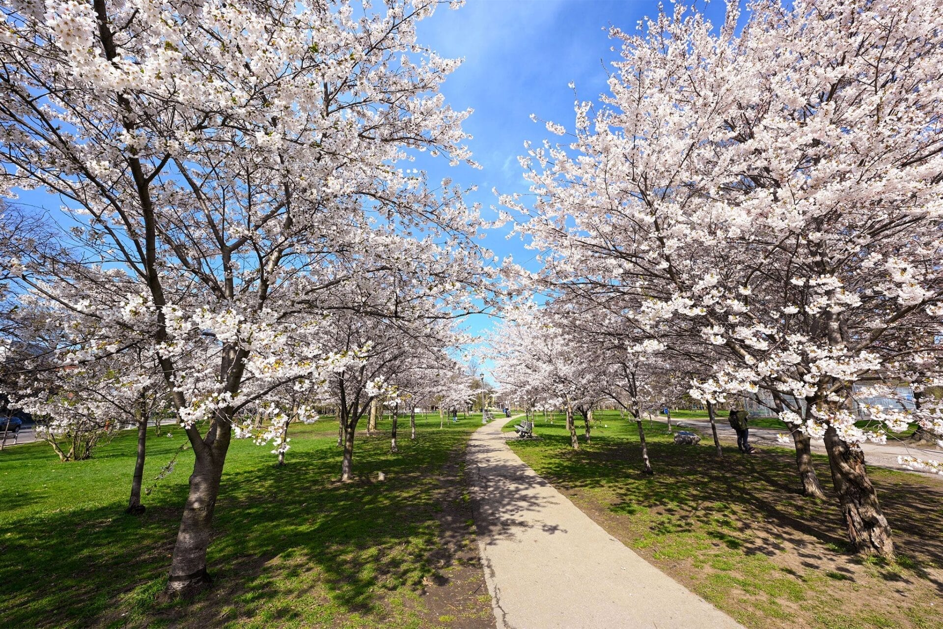 Trinity Bellwoods Park 