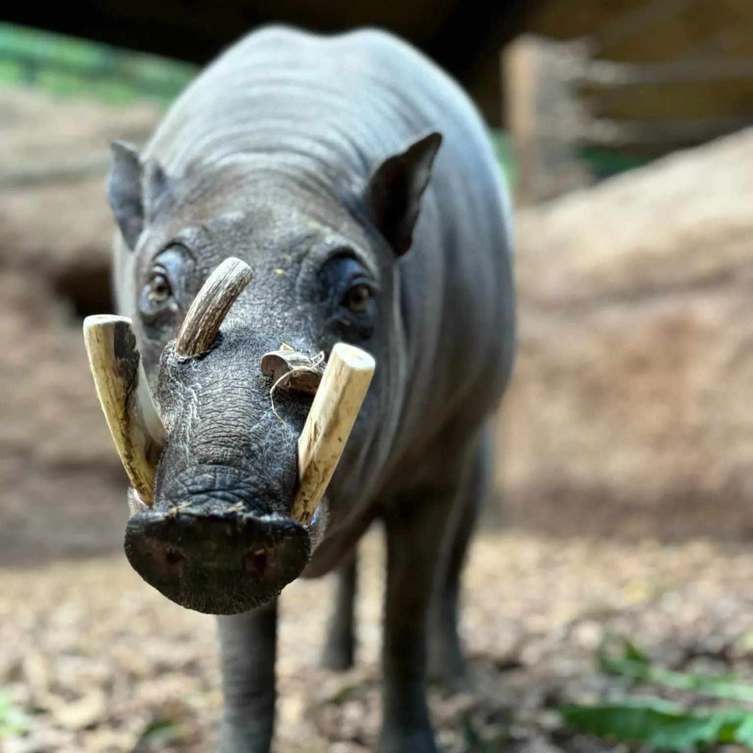 Bucky, a 17-year-old Sulawesi babirusa