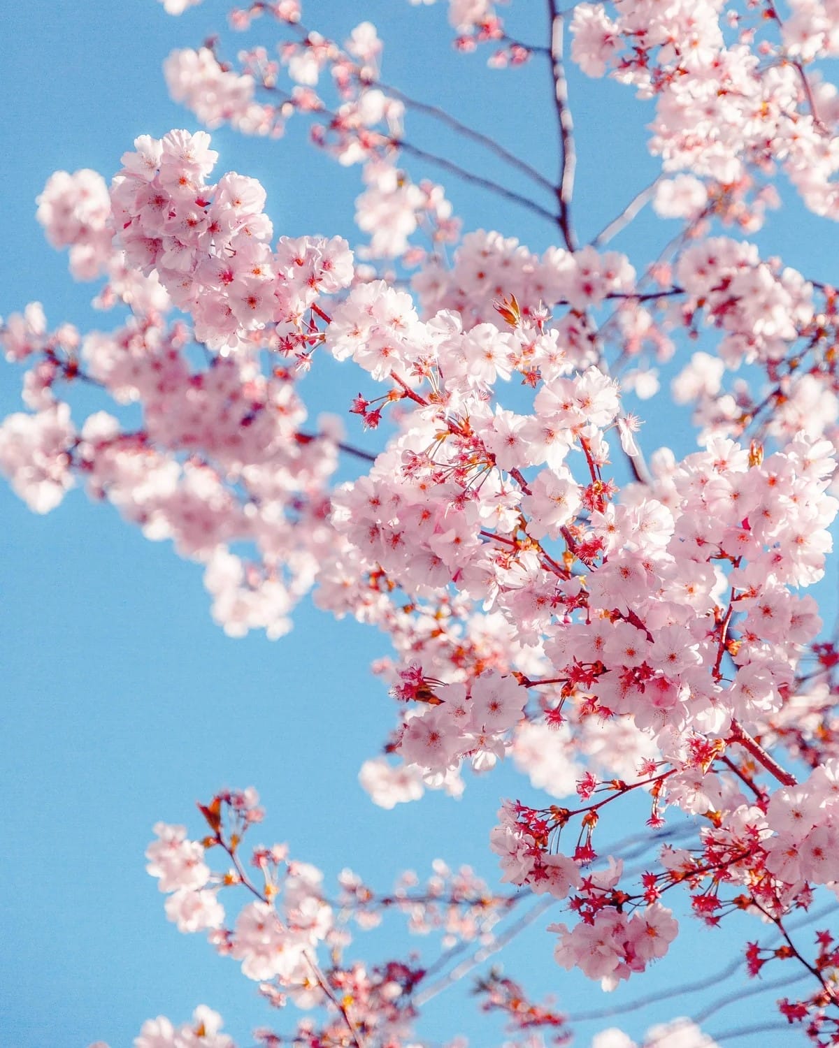 cherry blossom featured