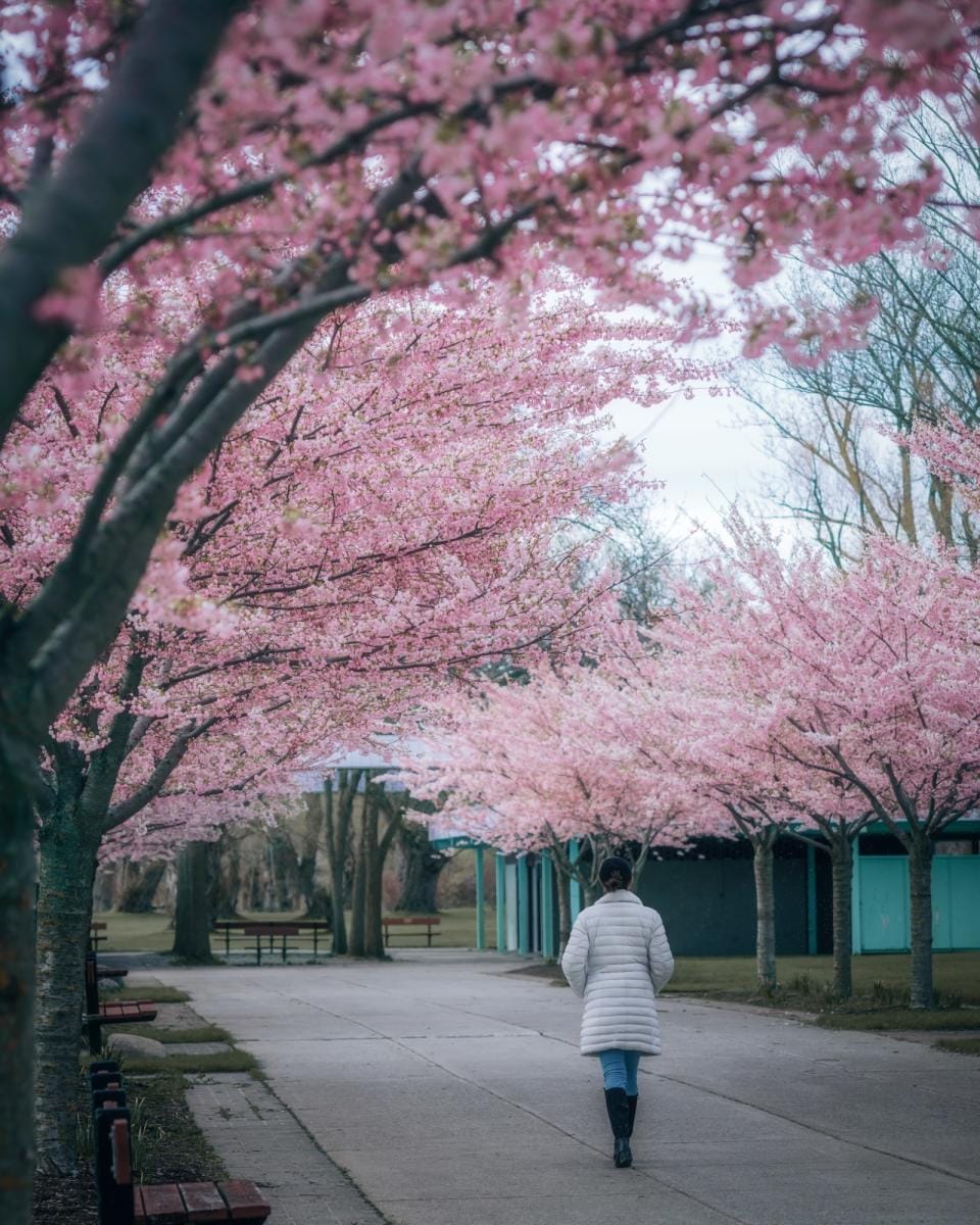 High Park Cherry Blossom
