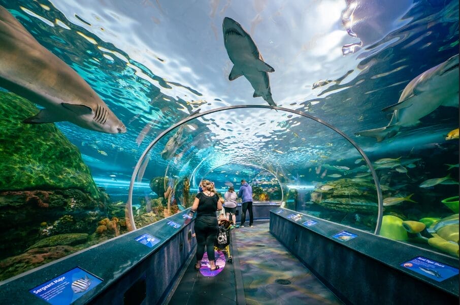 Family-friendly activities: Visit Ripley's Aquarium