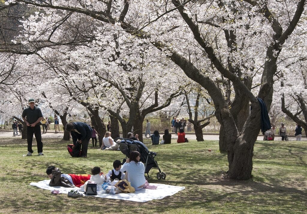 picnic | make the most of cherry blossoms