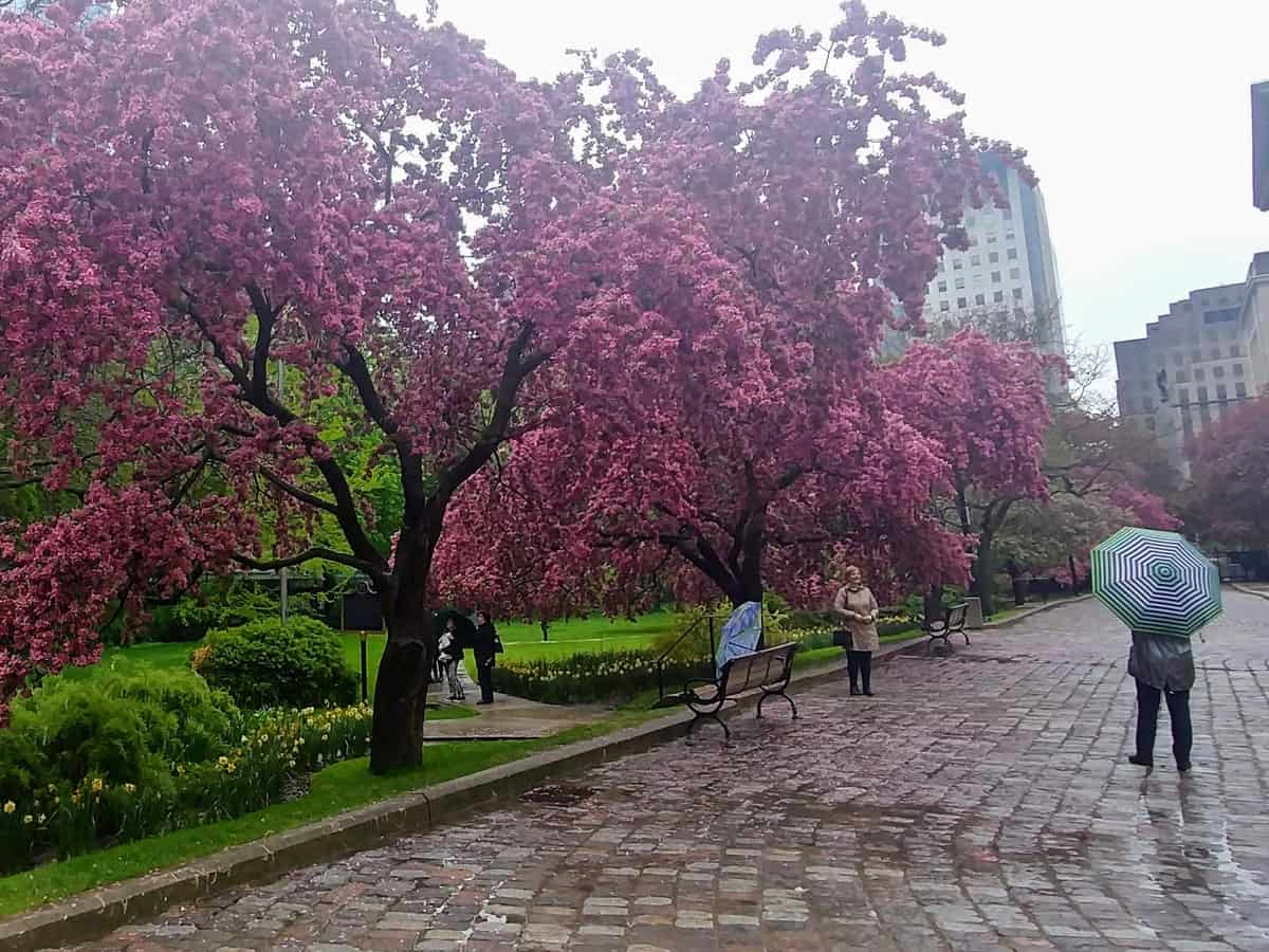 Osgoode Hall Cherry Blossoms