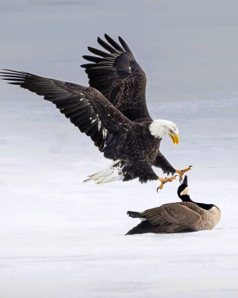 Canada Goose Defends Itself Against Bald Eagle in Rare Ice Battle