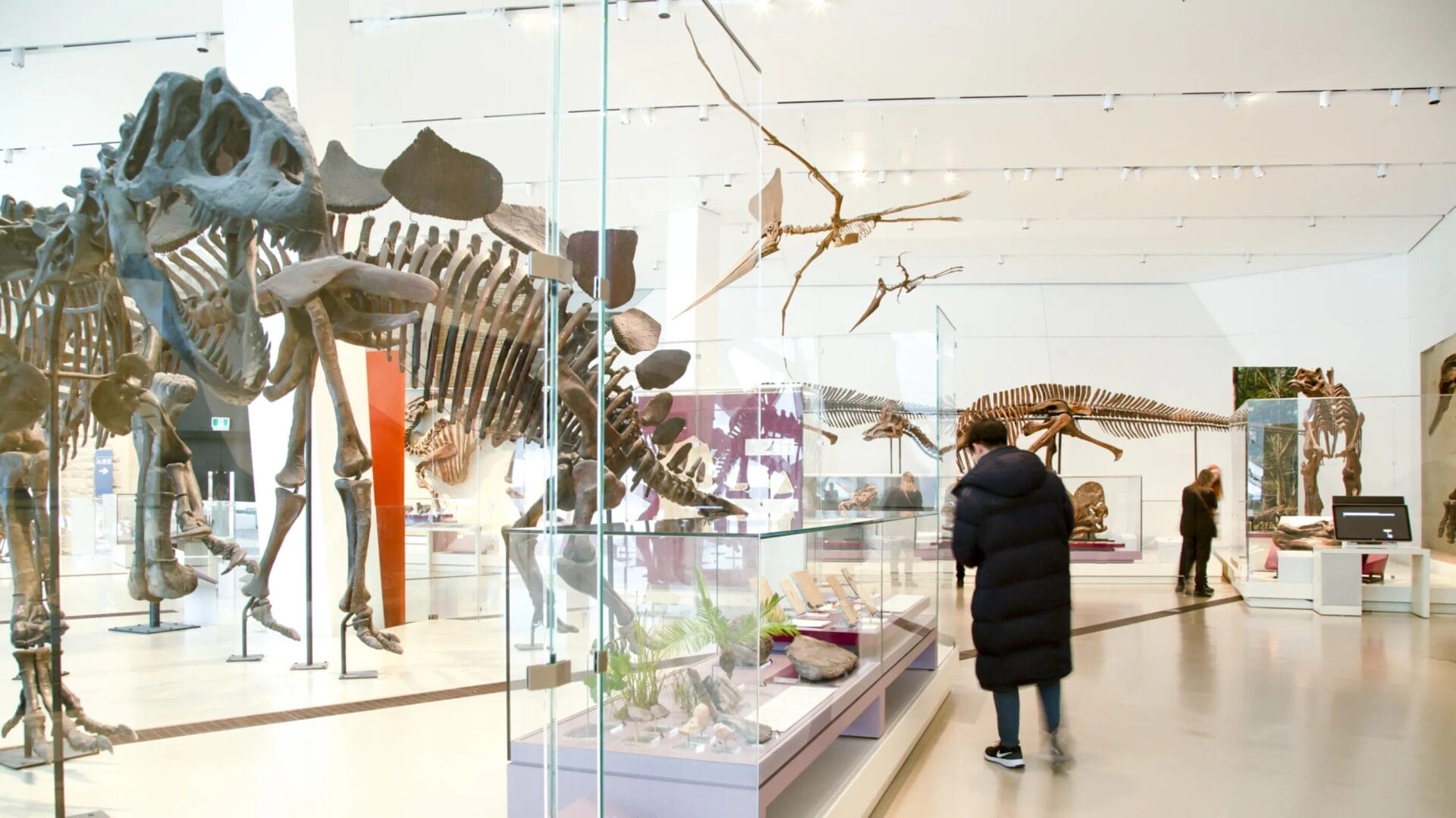 Royal Ontario Museum (ROM)