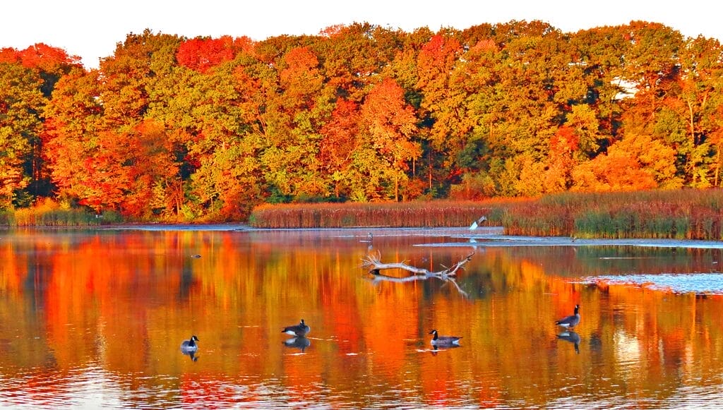 Rouge Park