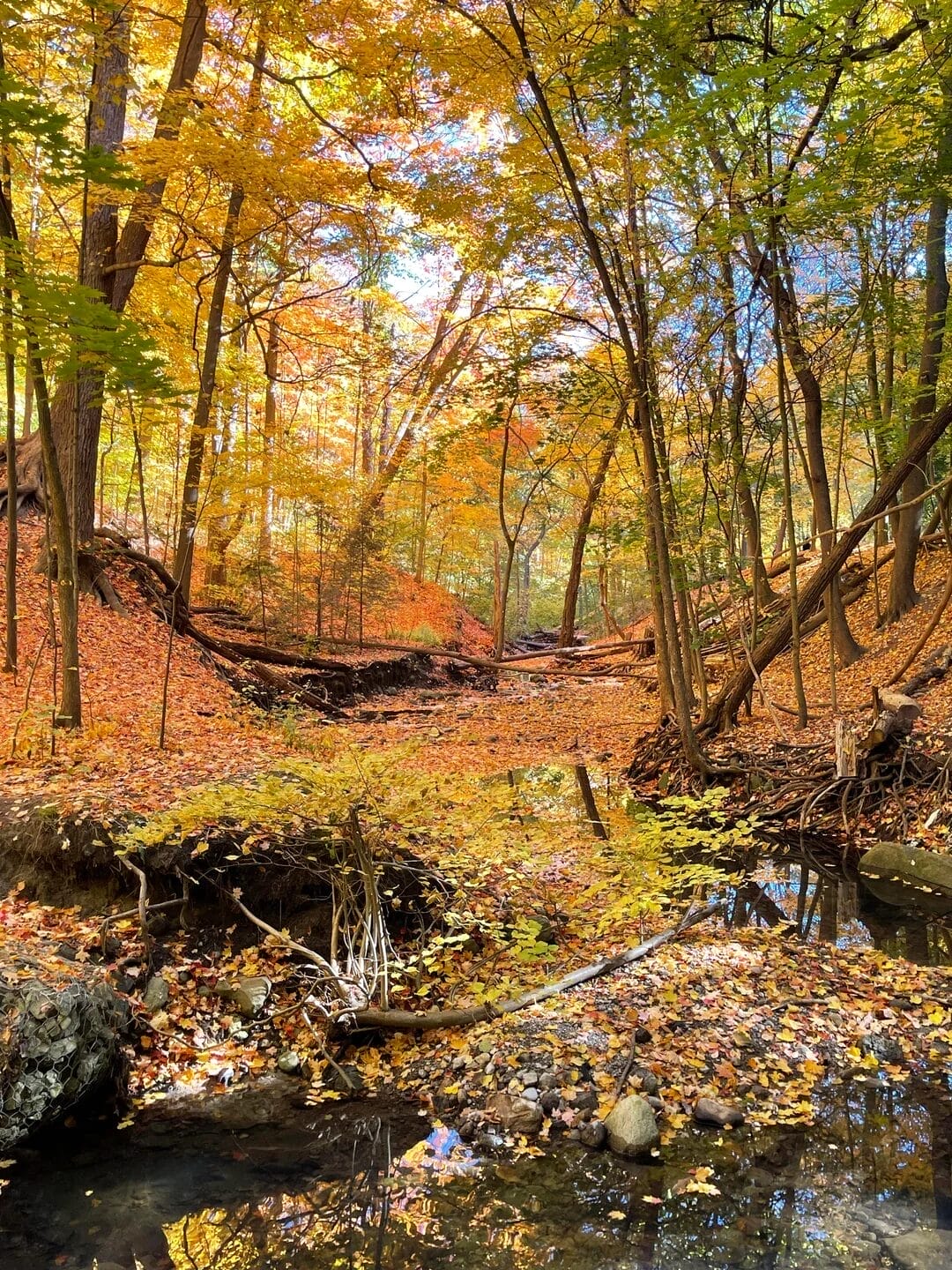 Moore Park Ravine