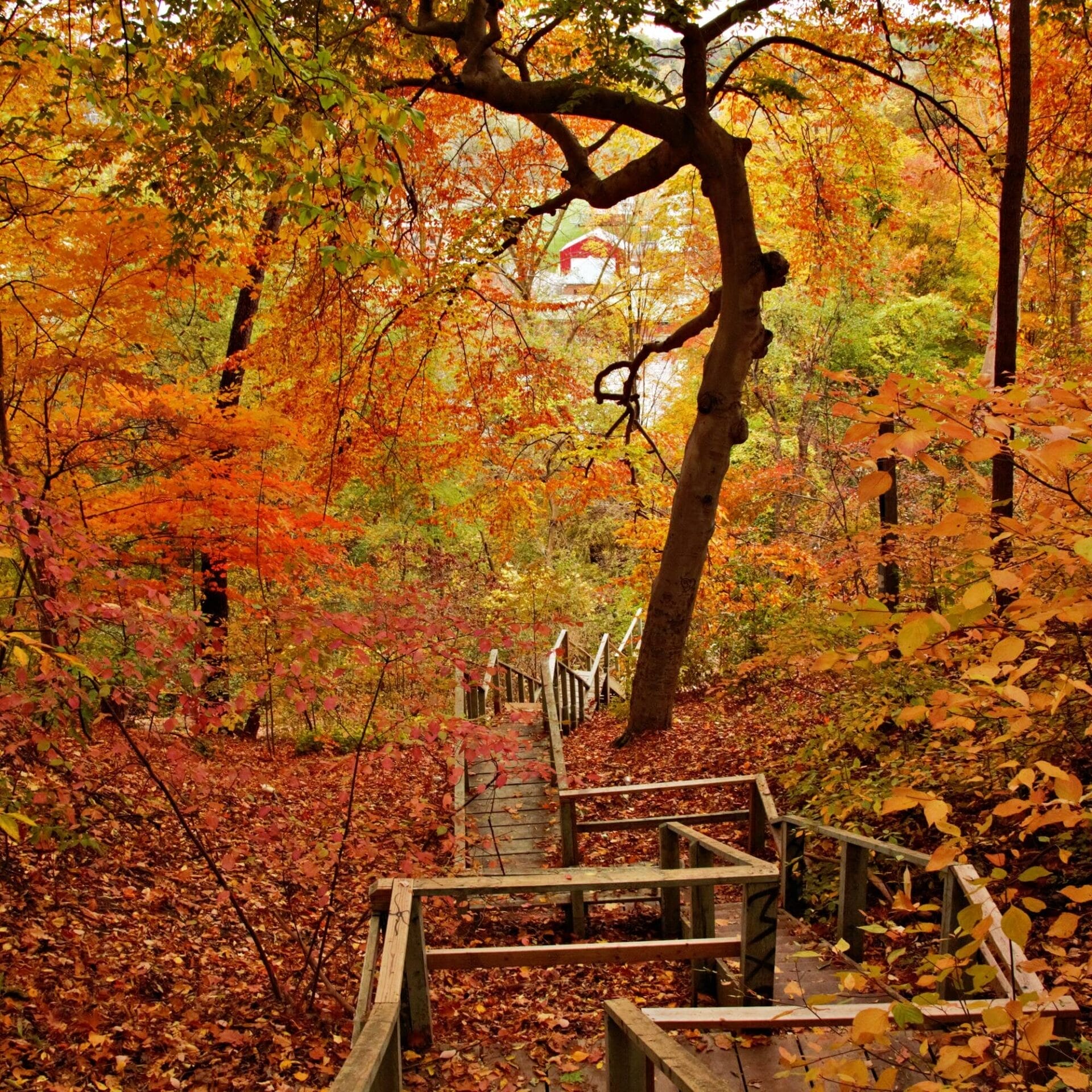 Crothers Woods