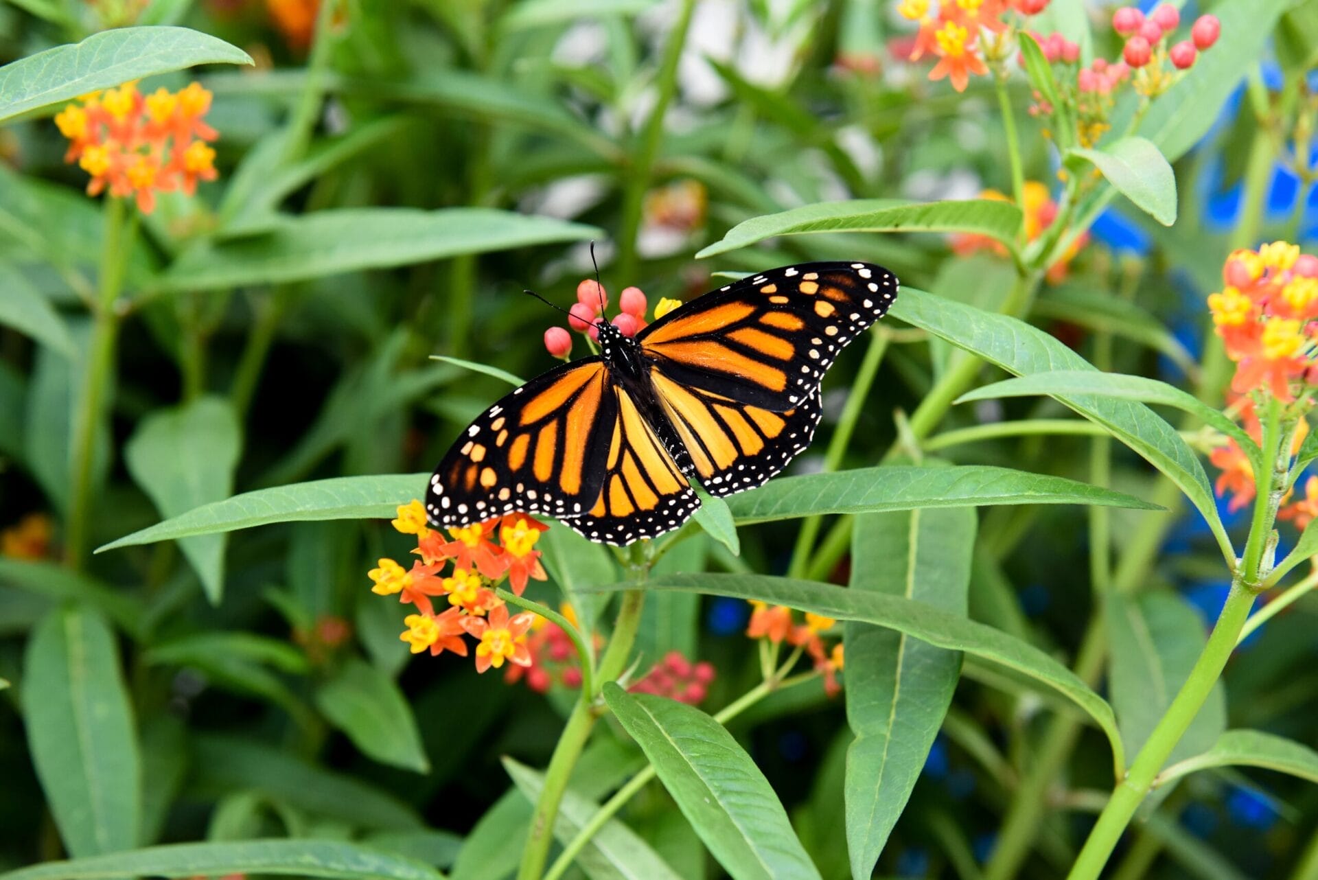 Butterfly Conservatory