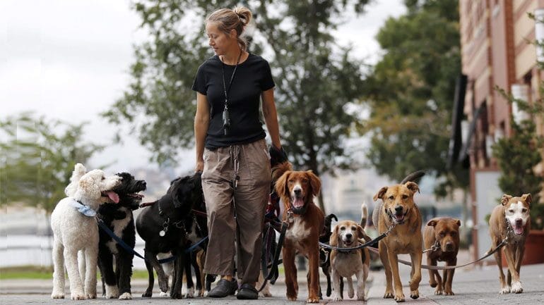 Dog Walk