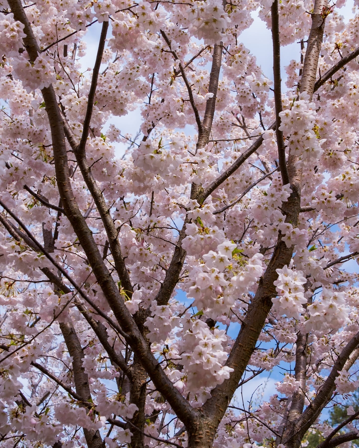 Cherry Blossom Season