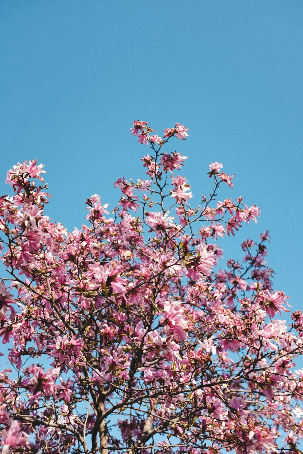 Cherry Blossom Season
