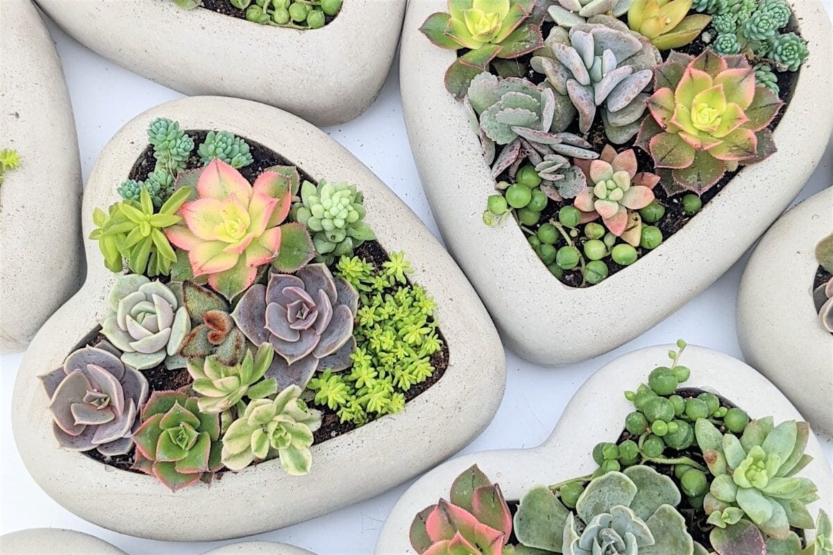 Things To Do This Week in Toronto May 5-11