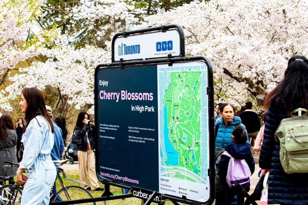 Cherry Blossoms at Toronto’s High Park