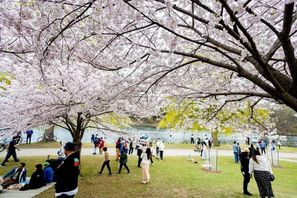 Cherry Blossoms at Toronto’s High Park