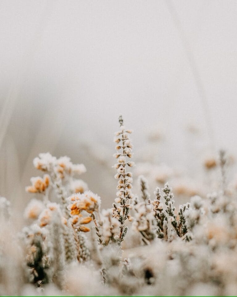 Frost Advisory in Effect: Ontario Gardeners Urged to Protect Plants from Overnight Chill