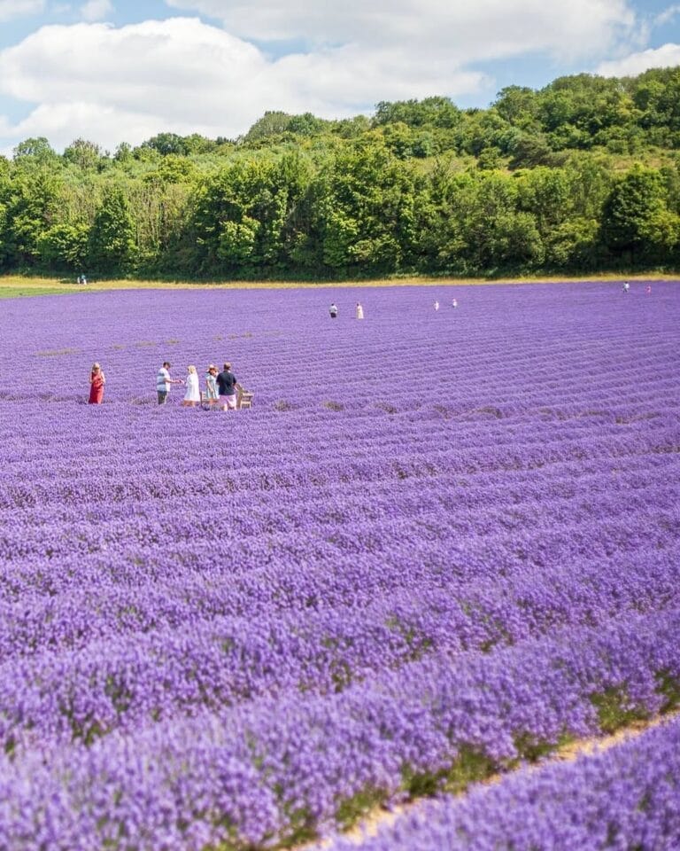 Top Lavender Farms Near Toronto