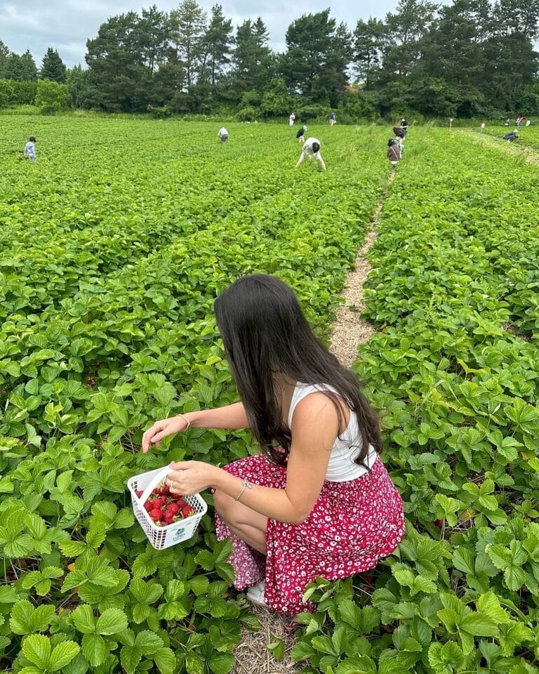 Best Strawberry Picking Farms Close to Toronto