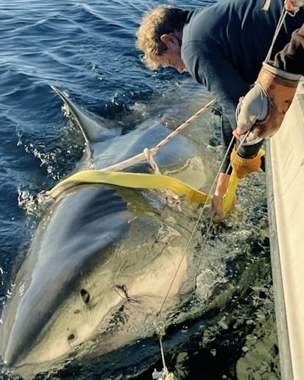 Massive Great White Shark Resurfaces Off North Carolina Coast