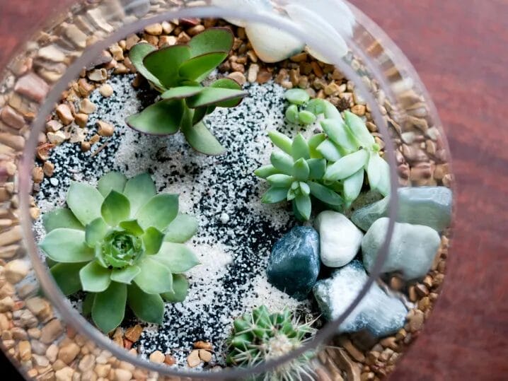 succulent plant