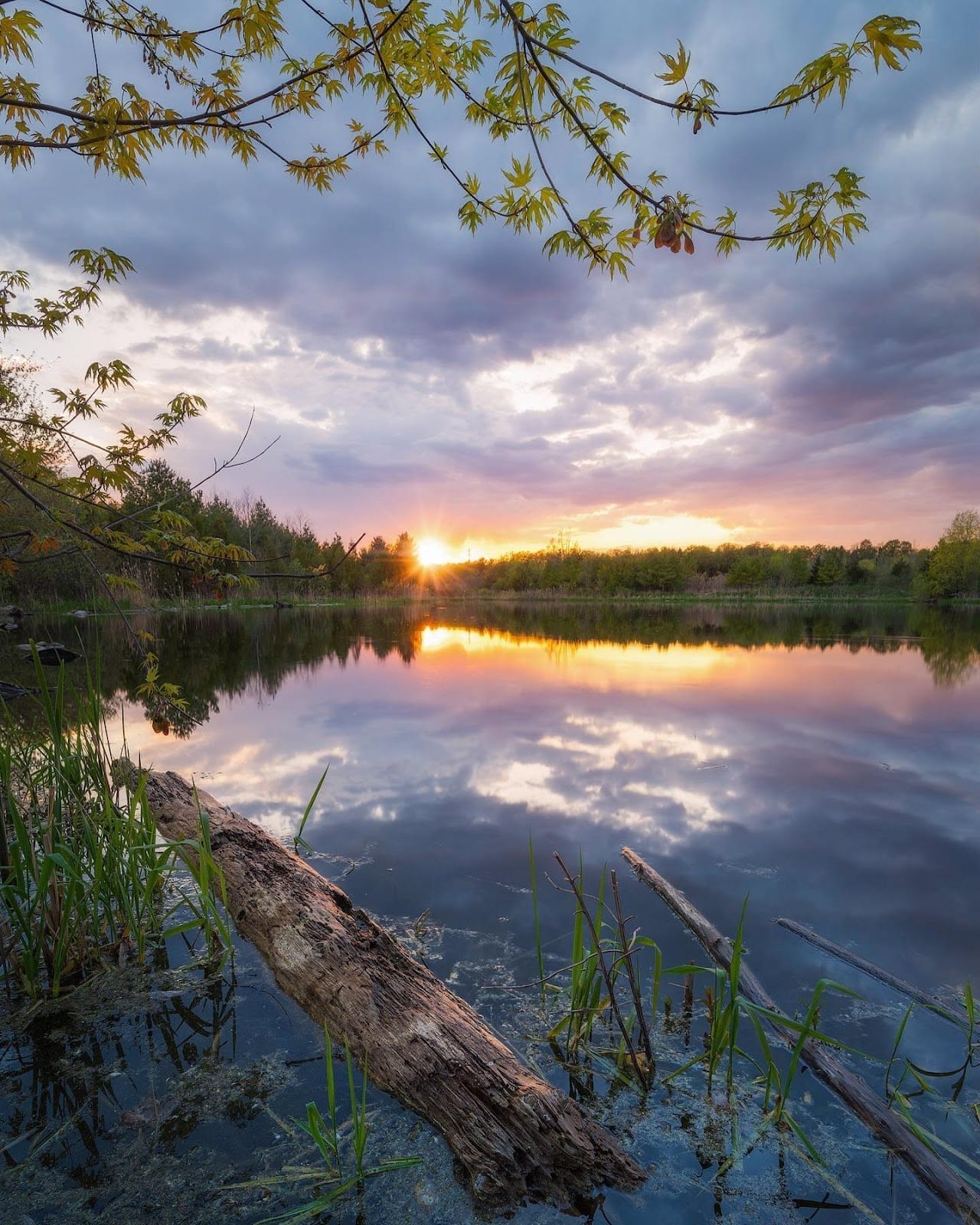 Best Parks in Toronto for Summer Festivals