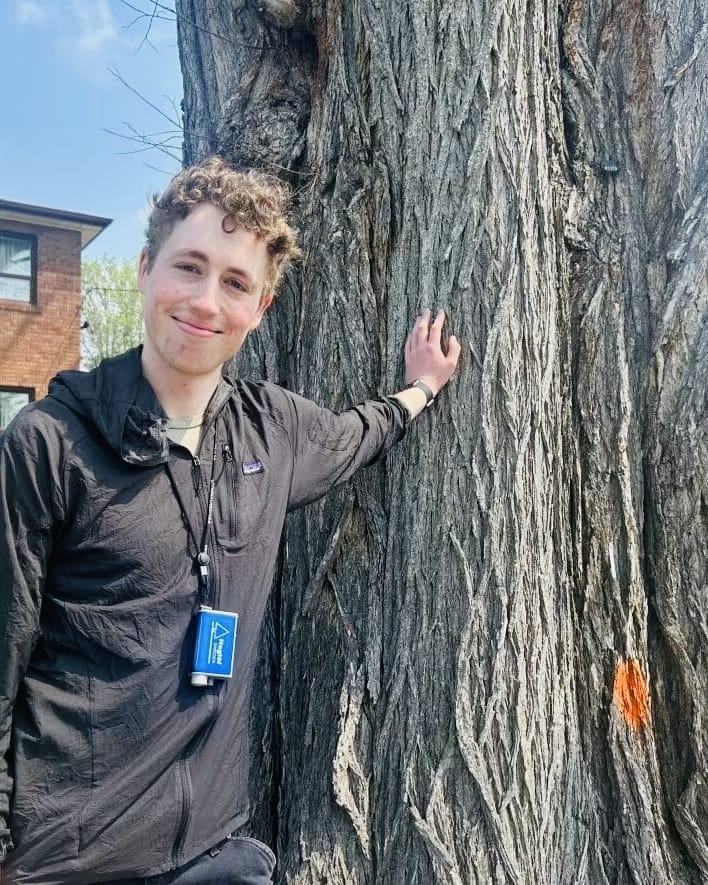 Toronto’s Oldest Elm Tree Faces Its Last Days, but Hope for Regrowth Remains