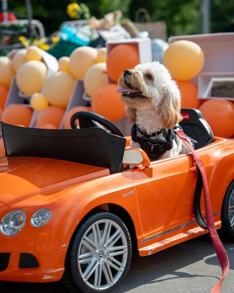Toronto’s Annual Doggie Fest Summer Carnival Is Back