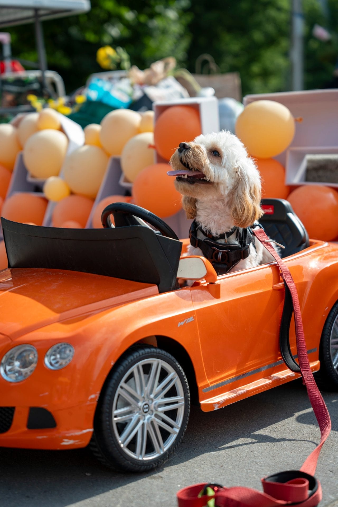 Doggie Fest