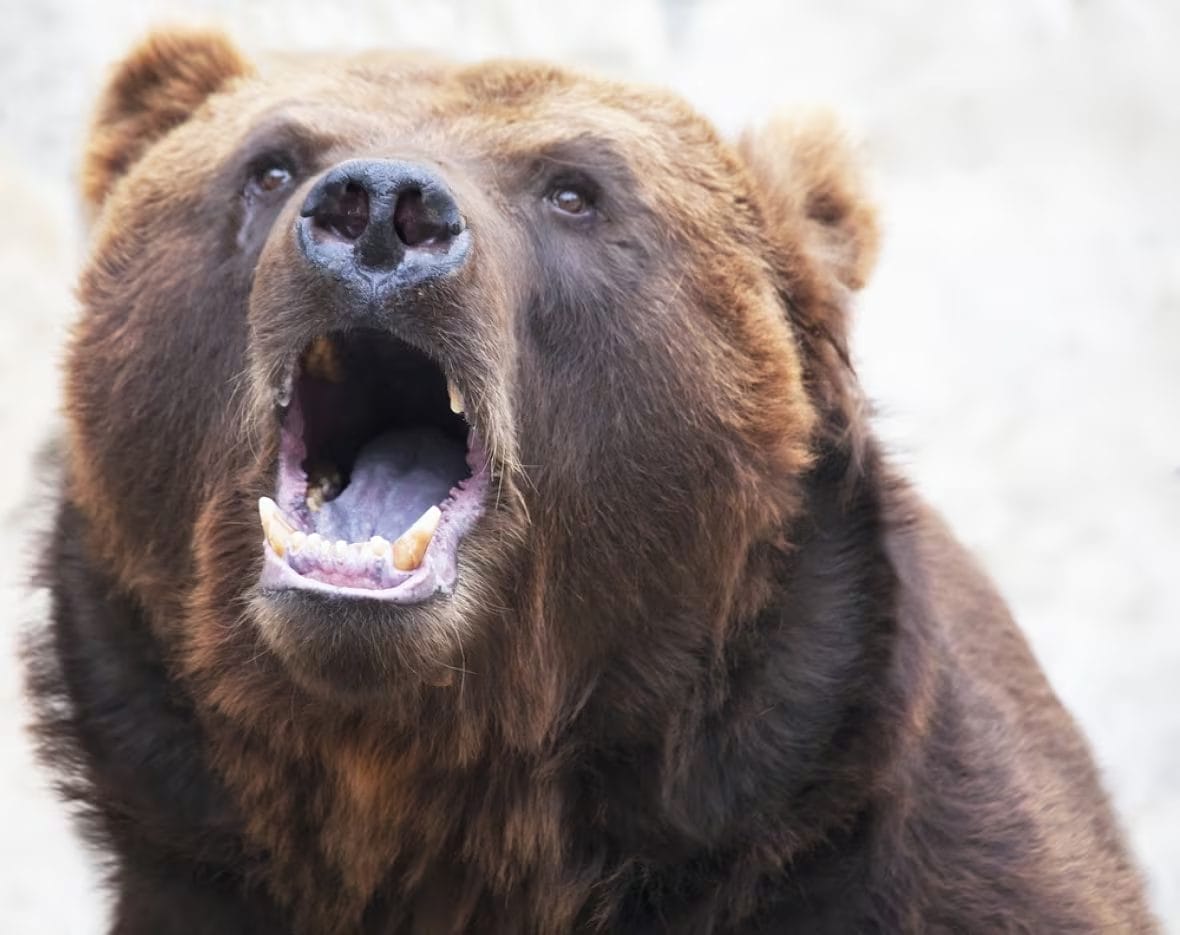 Grizzly Bear Attack