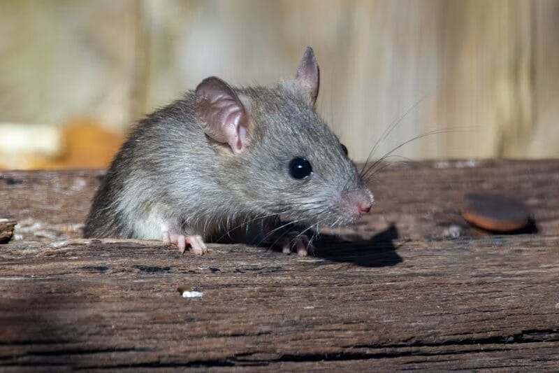 Rat Infestation