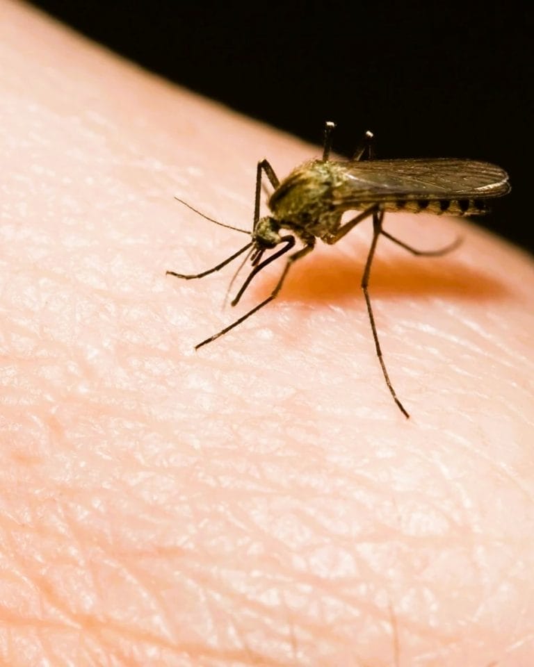 Steps Mississauga Residents Should Take After West Nile Mosquitoes Found Near Pearson