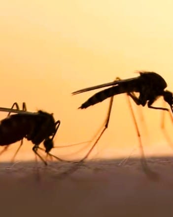West Nile Virus Mosquitos Found in Mississauga, City Confirms