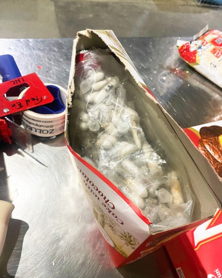 Over 1,400 Tarantulas Found Hidden in Cake Boxes at German Airport