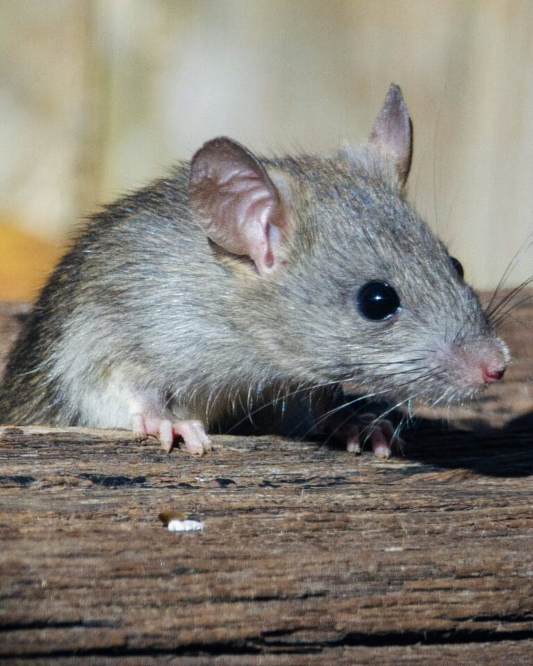 Toronto Unveils Citywide Plan to Battle Surging Rat Infestation