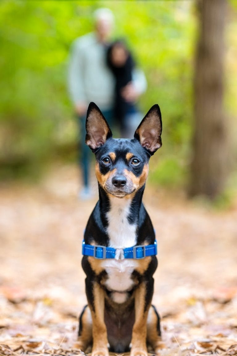 Toronto man urges stricter off-leash dog enforcement after being injured at local park
