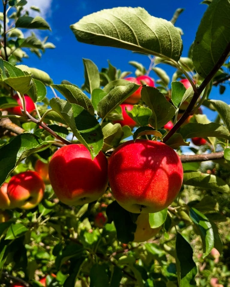 15+ Best Places for Apple Picking Near Toronto (2025)