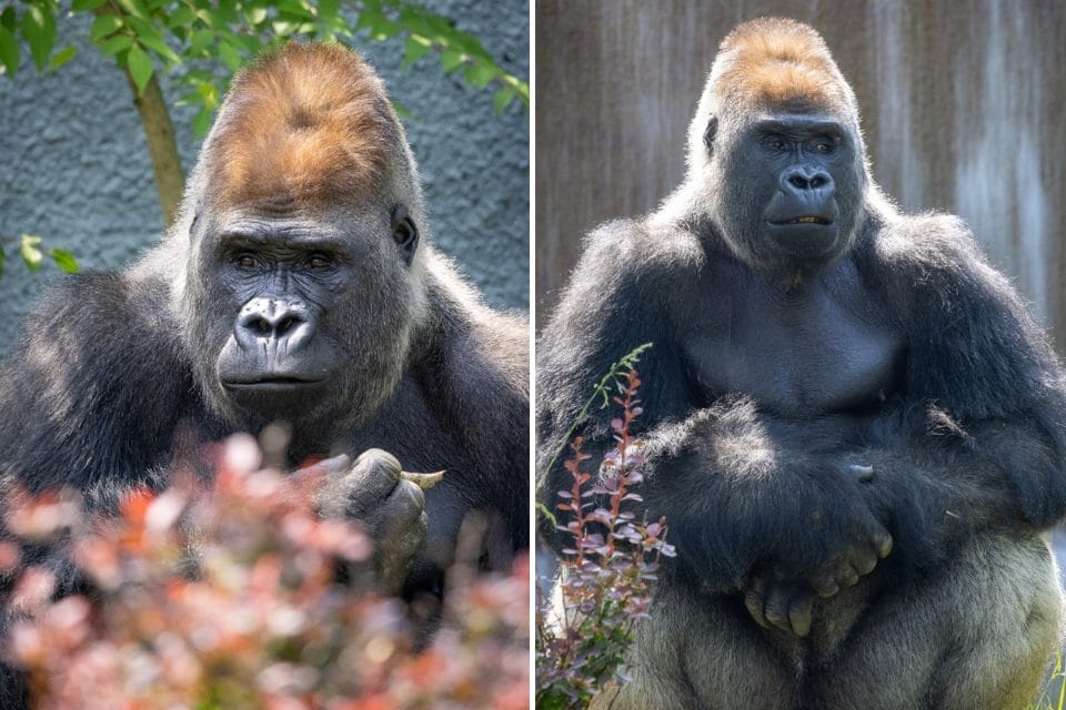 Toronto Zoo Zwalani