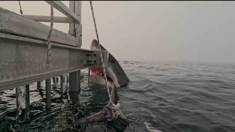 Great White Shark Halifax Geraldine Fernandez 