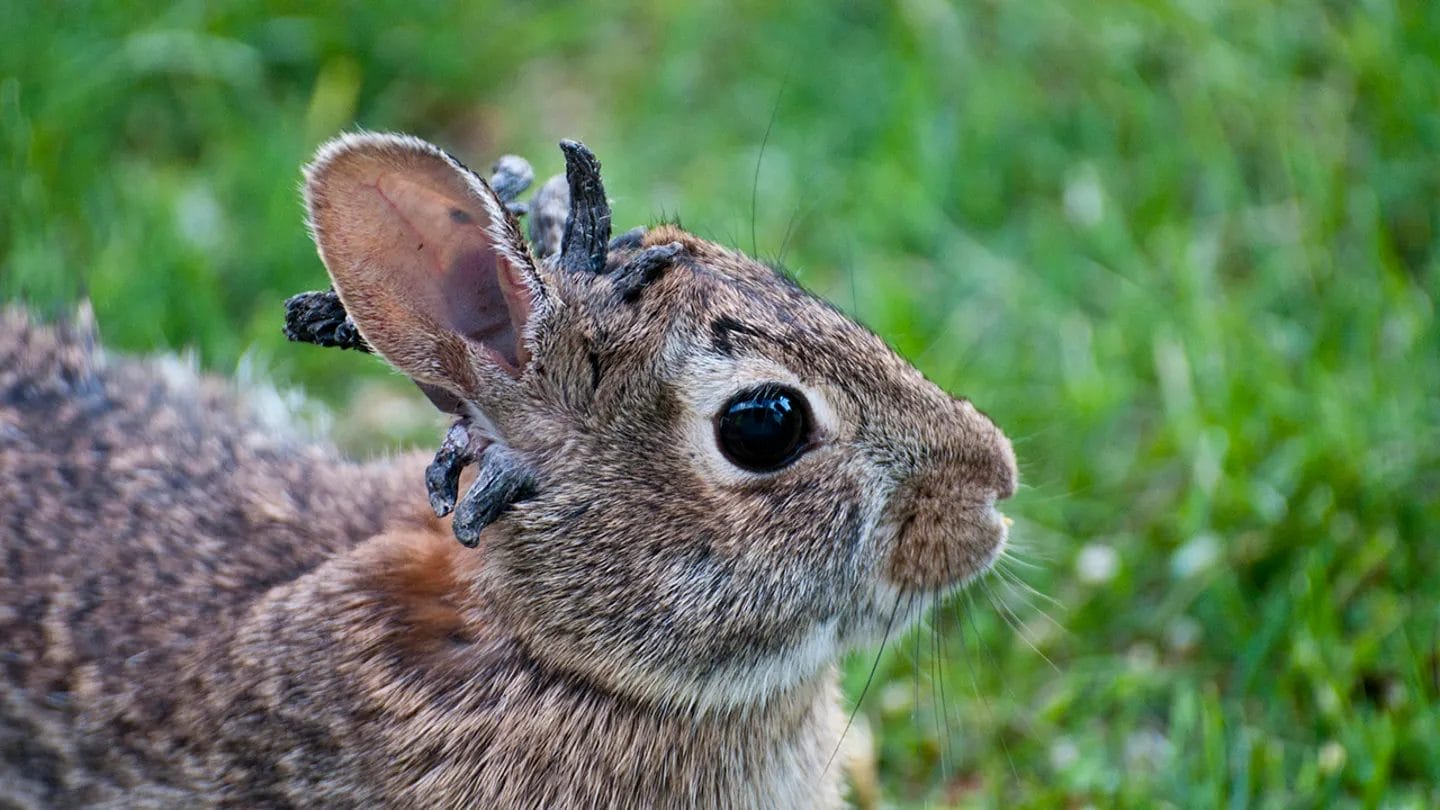 Rabbits in Fort Collins