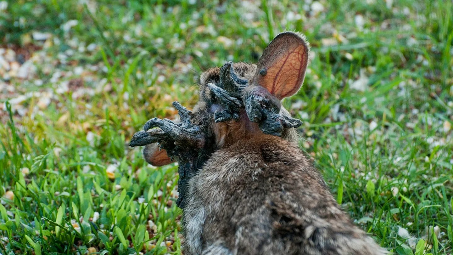 Rabbits in Fort Collins