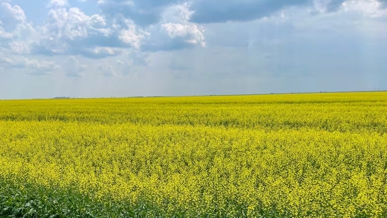 Canadian Canola Tariff