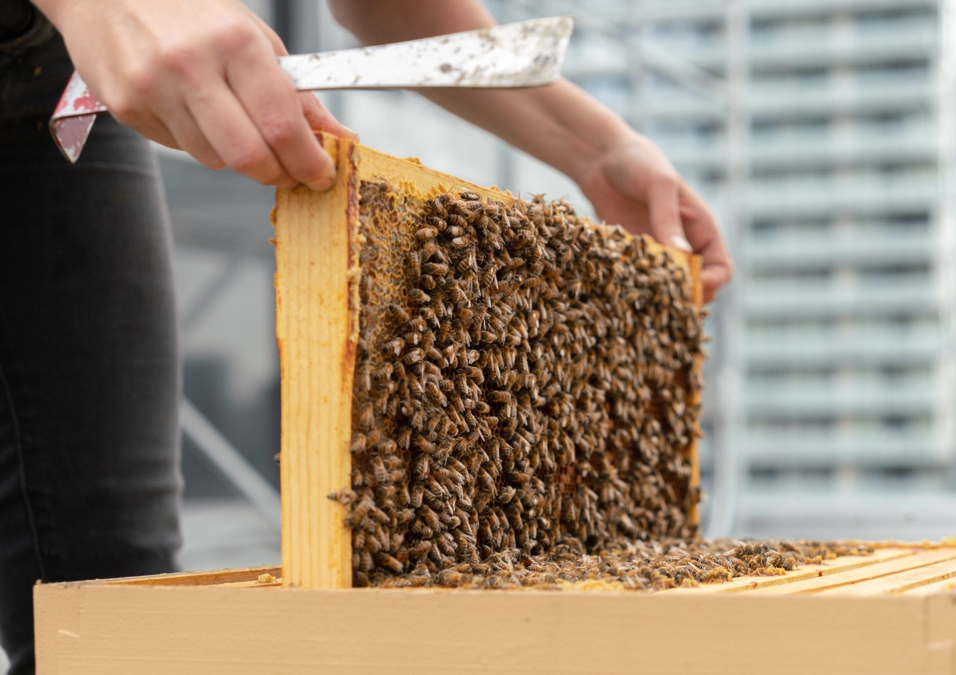 Honey Harvest Festival