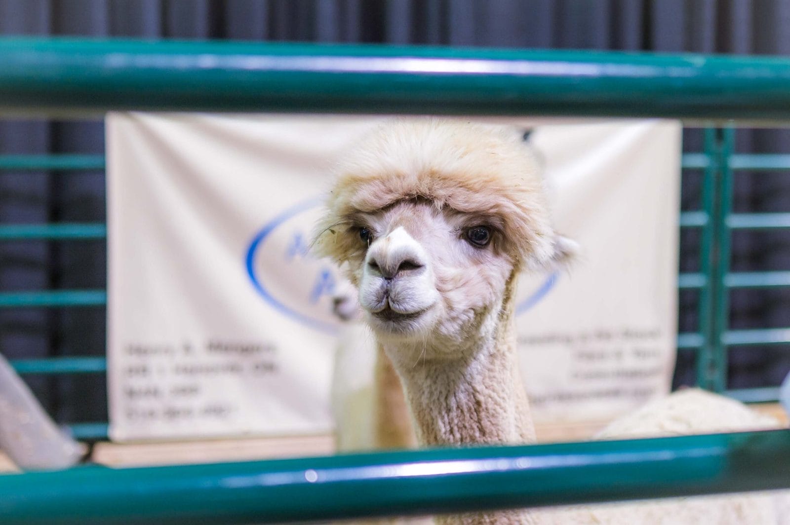 New Things to Do at the CNE 2025