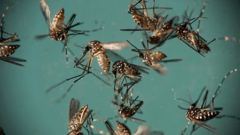 Chikungunya outbreak