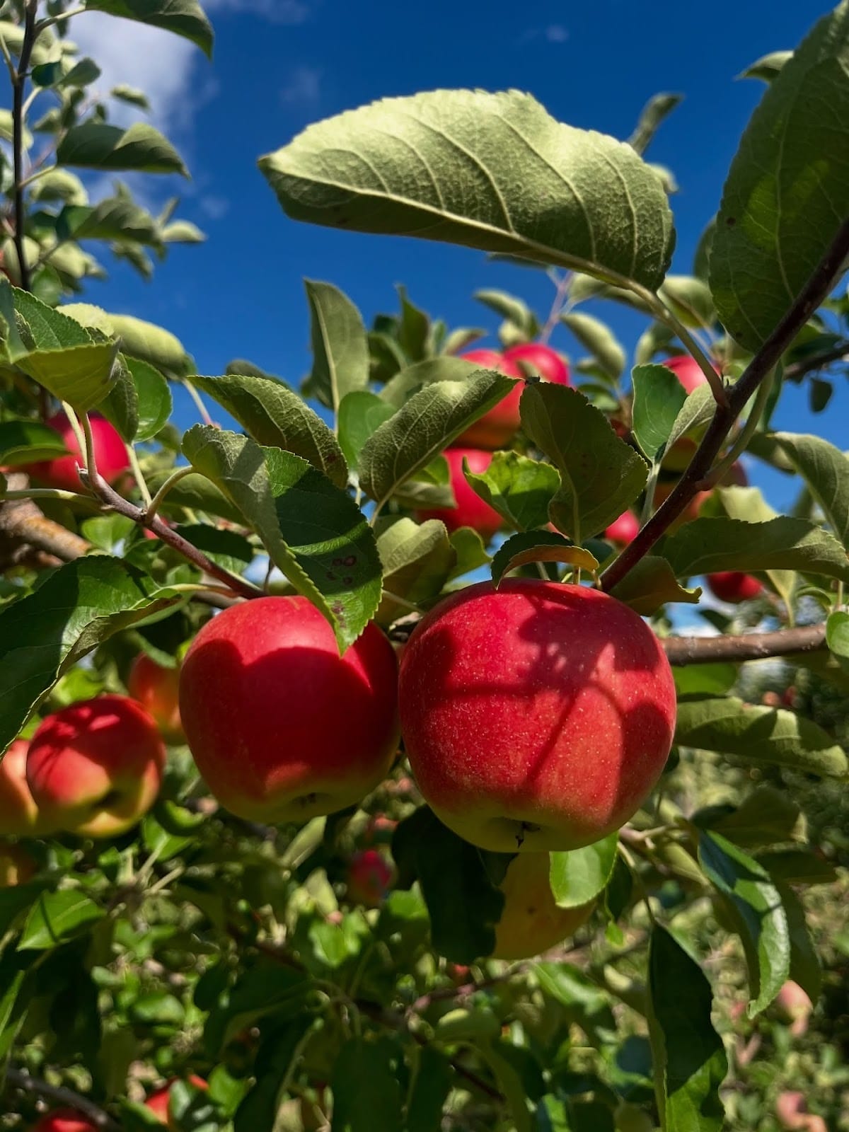 Apple Picking Toronto
